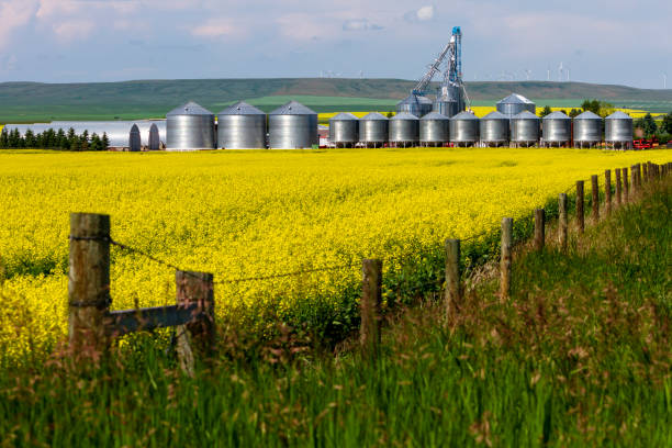 Buy refined canola oil in Canada